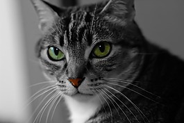 貓,寵物,動物