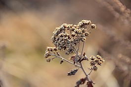 大自然,戶外,植物