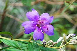 花卉,宏,紫