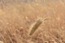 大自然,戶外,植物