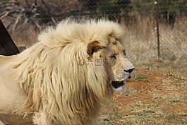 獅子,捕食世界,蘭斯堡國家公園