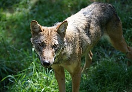 狼,動(dòng)物園,可愛(ài)