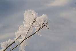 冬季,雪,硬霜