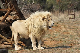 獅子,捕食世界,蘭斯堡國家公園