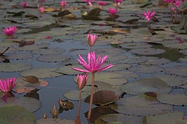 水百合,蓮花,睡蓮科