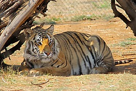 虎,捕食世界,蘭斯堡國家公園