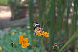 蝴蝶,昆蟲,花