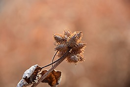大自然,戶外,植物