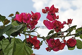 鮮花,玫瑰,詳細(xì)信息