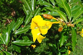 鮮花,黃色,景觀