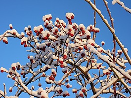 玫瑰果,野果,雪