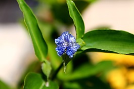 花亞洲杜羅,花卉,藍(lán)色的花