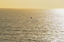 海洋,地平線,日落
