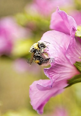 性質(zhì),花,昆蟲
