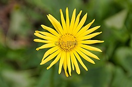 性質(zhì),廠,花