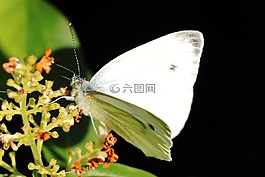 白嶺,蝴蝶,白