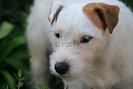 白杰克罗素,狗狗,狗
