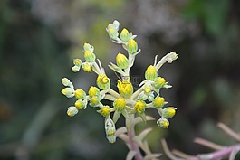 鮮花,黃色,性質(zhì)