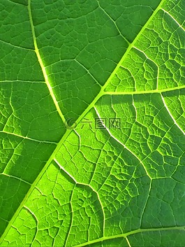 叶,绿色,生物