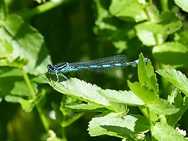 蜻蜓,藍(lán)蜻蜓,飛行昆蟲