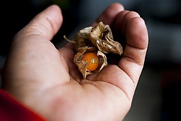 uvilla,食品,性质