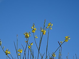 鮮花,天空,藍(lán)色