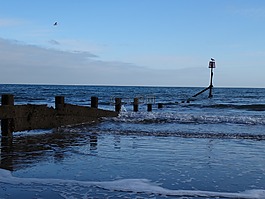 波,海鷗,鱸魚