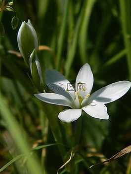 結節性姑,花,5 票