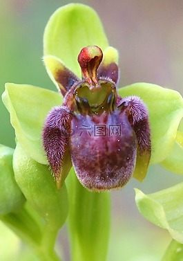 蘭,bombiliflora,花