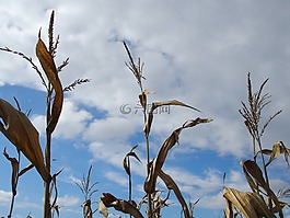 玉米,天空,字段
