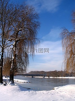 德國,景觀,樹