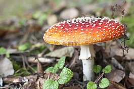 蘑菇,秋,鵝膏菌