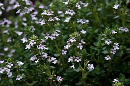麝香草,园林植物