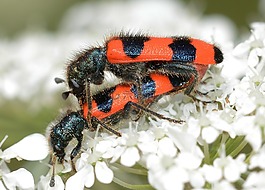 昆蟲,甲蟲,trichodes