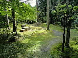 日本,景觀,森林