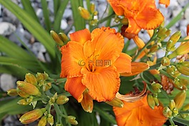黃花菜,橙,開(kāi)花