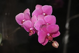 蘭花,開(kāi)花,花