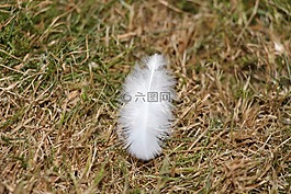 春天,白,鳥類羽毛