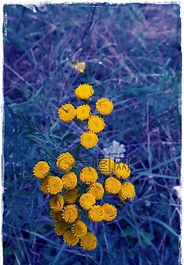 花,藍(lán)色,黃色