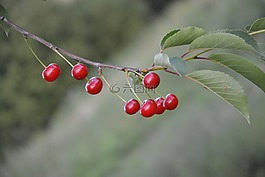 櫻桃,水果,紅色
