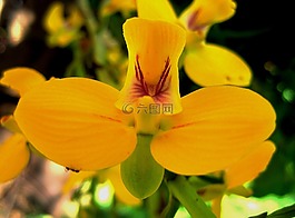 蘭花,花,野花
