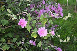 鮮花,芙蓉花,粉色