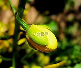 蘭花,花,芽