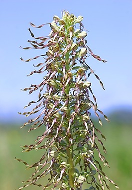 蘭花山羊,花,性質(zhì)