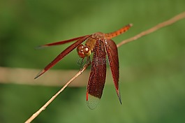 neurothemis,蜻蜓,昆蟲