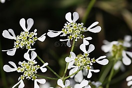 tordylium,apulum,花