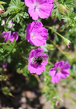 蜜蜂,花,粉紅色