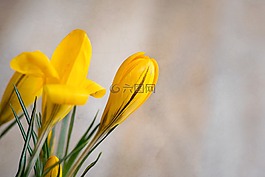鮮花,藏紅花,黃色