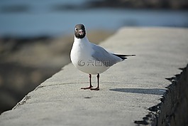 海鷗,動(dòng)物區(qū)系,海鳥