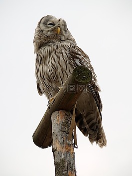 貓頭鷹,捕食者,鳥